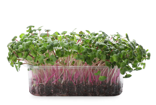 Radish Shoots