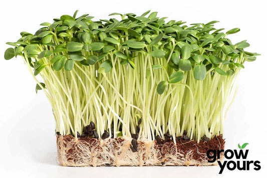 Sunflower Shoots