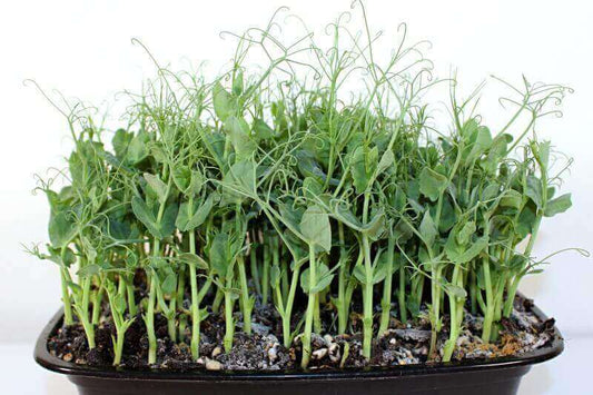 Pea Shoots